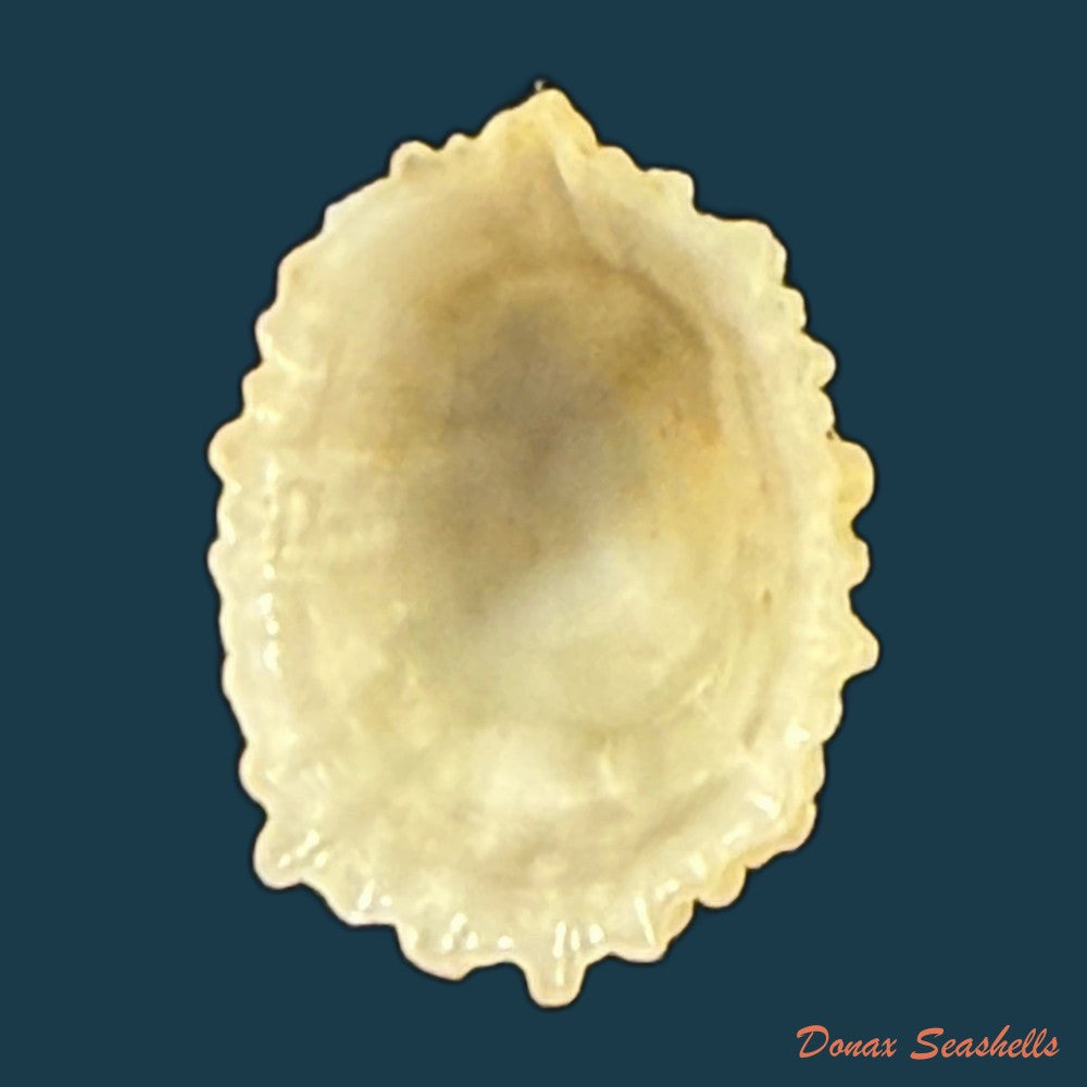 hemitoma-octoradiata-gmelin-1795-16-9mm-copia-1
