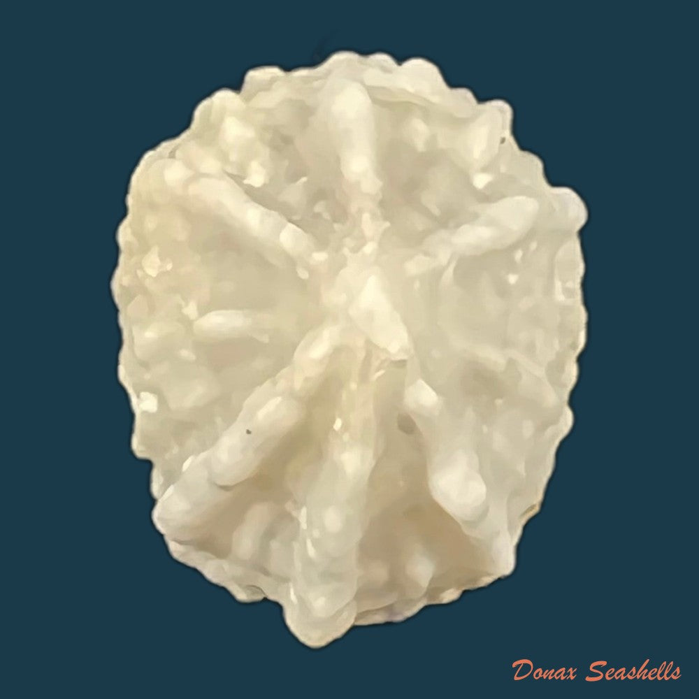 hemitoma-octoradiata-gmelin-1795-17-4mm-copia