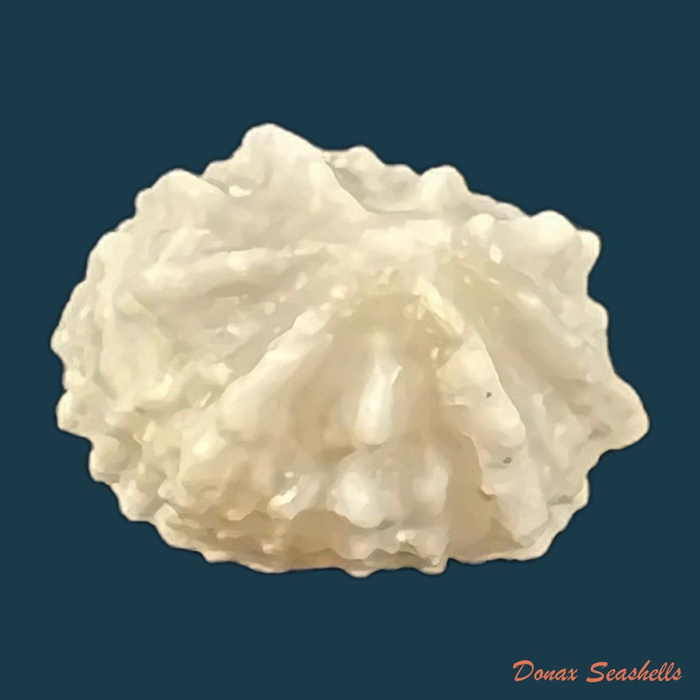 hemitoma-octoradiata-gmelin-1795-17-4mm-copia