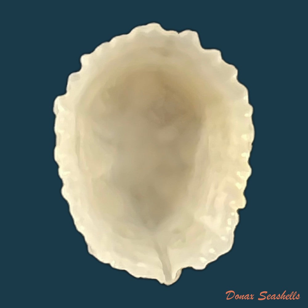 hemitoma-octoradiata-gmelin-1795-17-4mm-copia