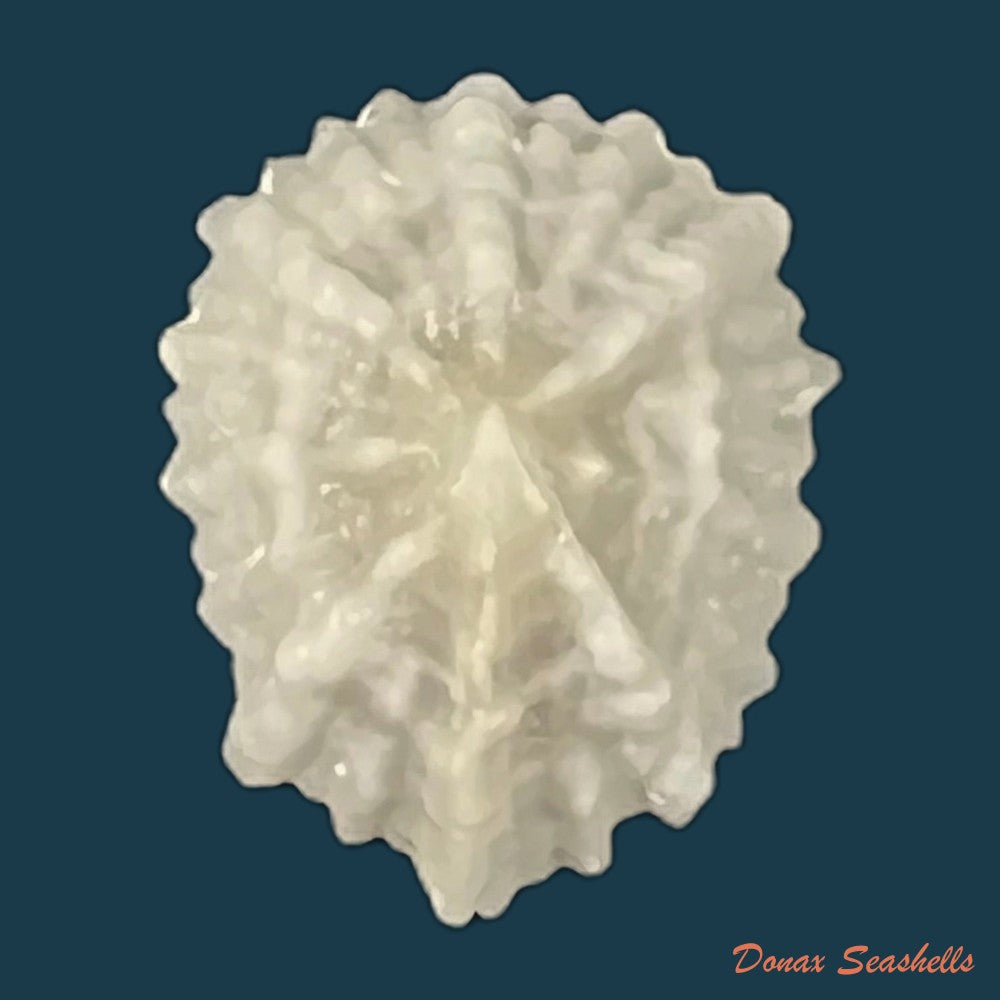 hemitoma-octoradiata-gmelin-1795-17-6mm-copia