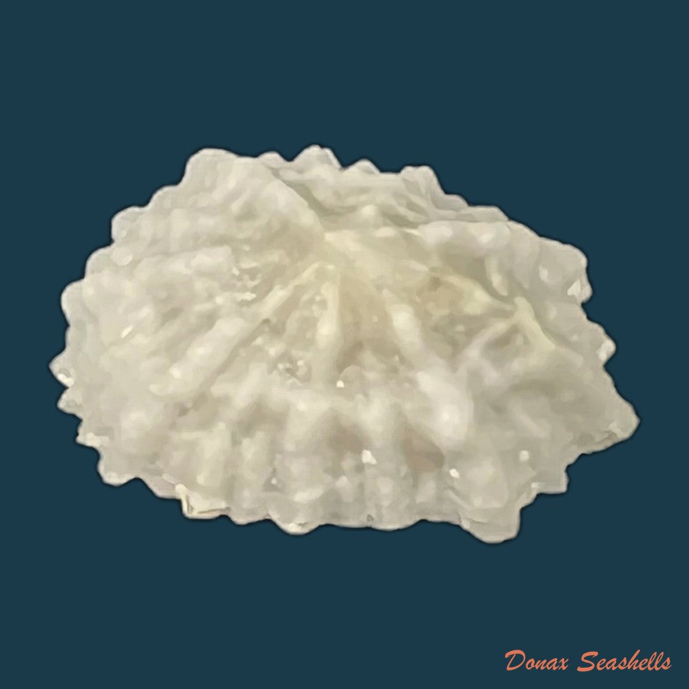 hemitoma-octoradiata-gmelin-1795-17-6mm-copia