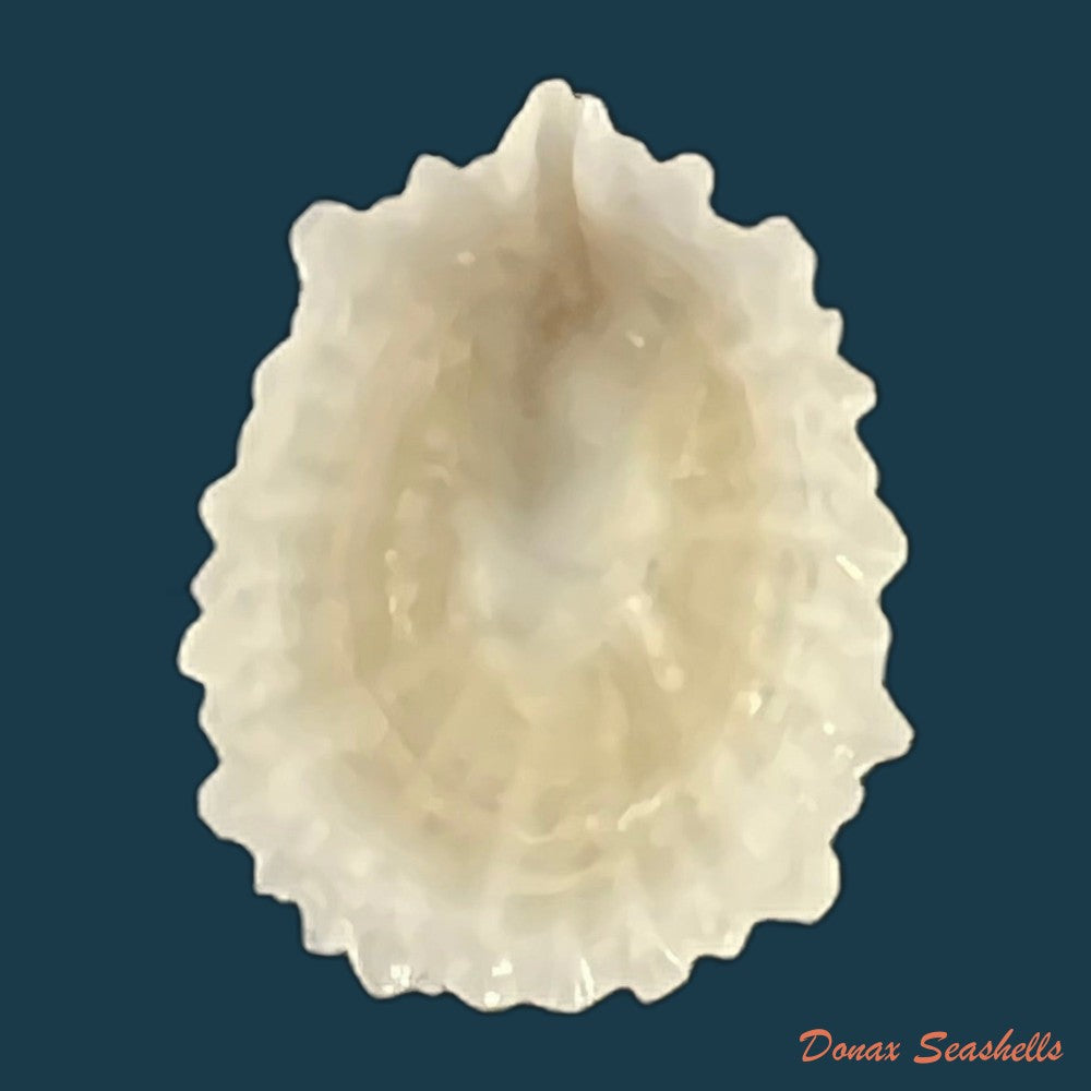 hemitoma-octoradiata-gmelin-1795-17-6mm-copia