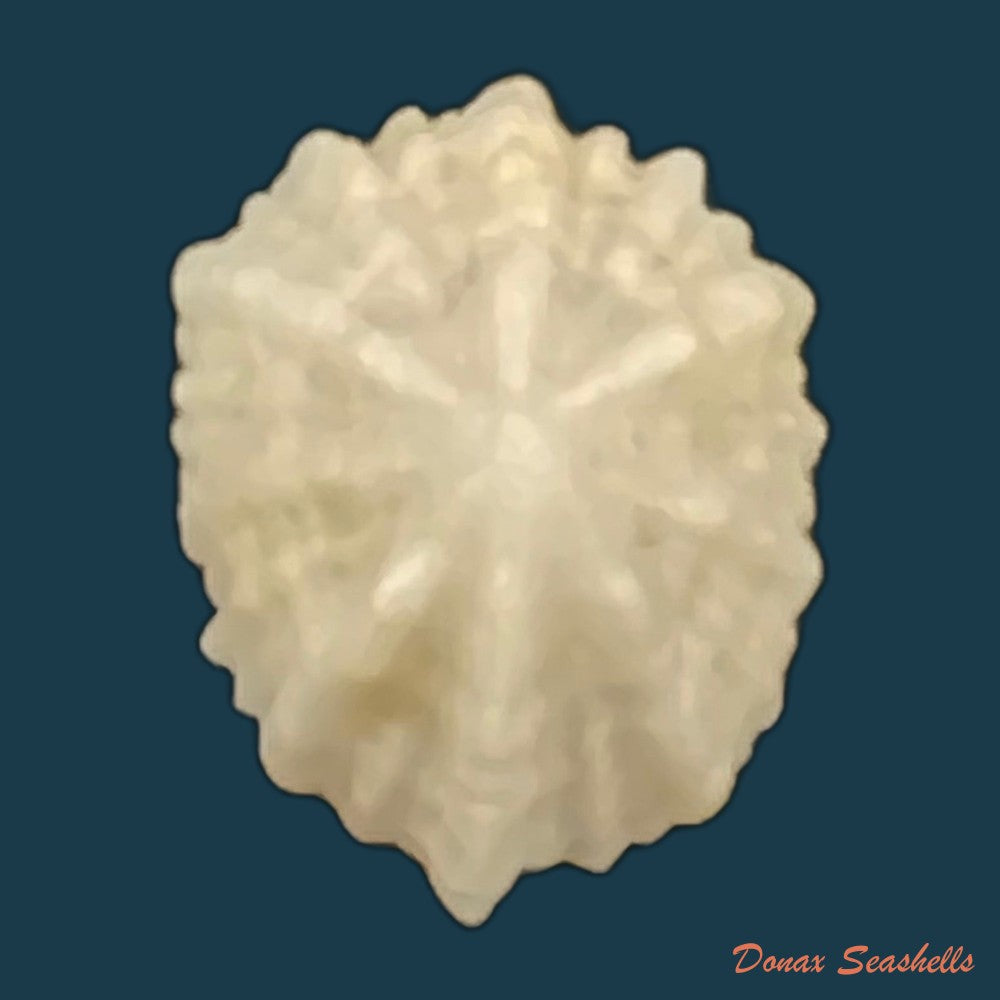 hemitoma-octoradiata-gmelin-1795-17-7mm-copia
