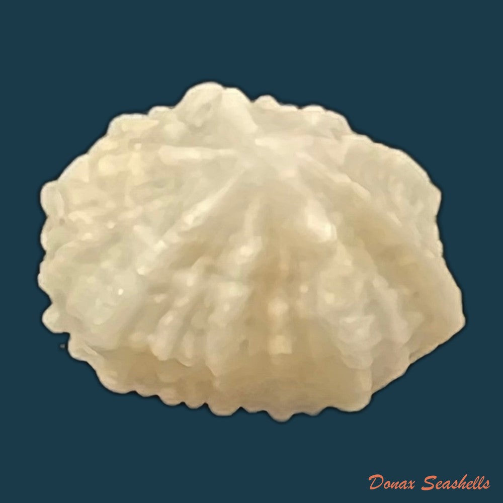 hemitoma-octoradiata-gmelin-1795-17-7mm-copia