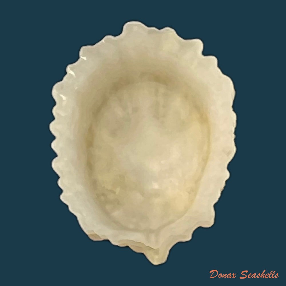 hemitoma-octoradiata-gmelin-1795-17-7mm-copia