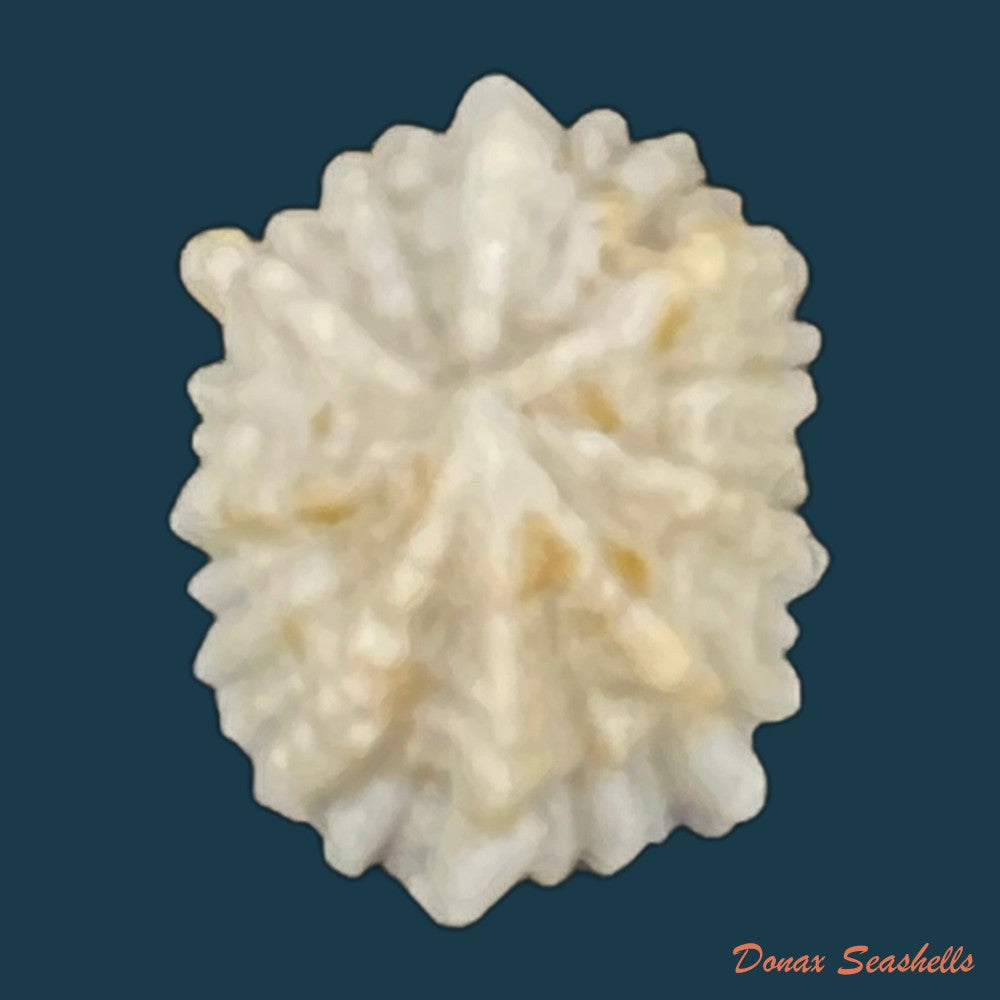 hemitoma-octoradiata-gmelin-1795-18-2mm-copia