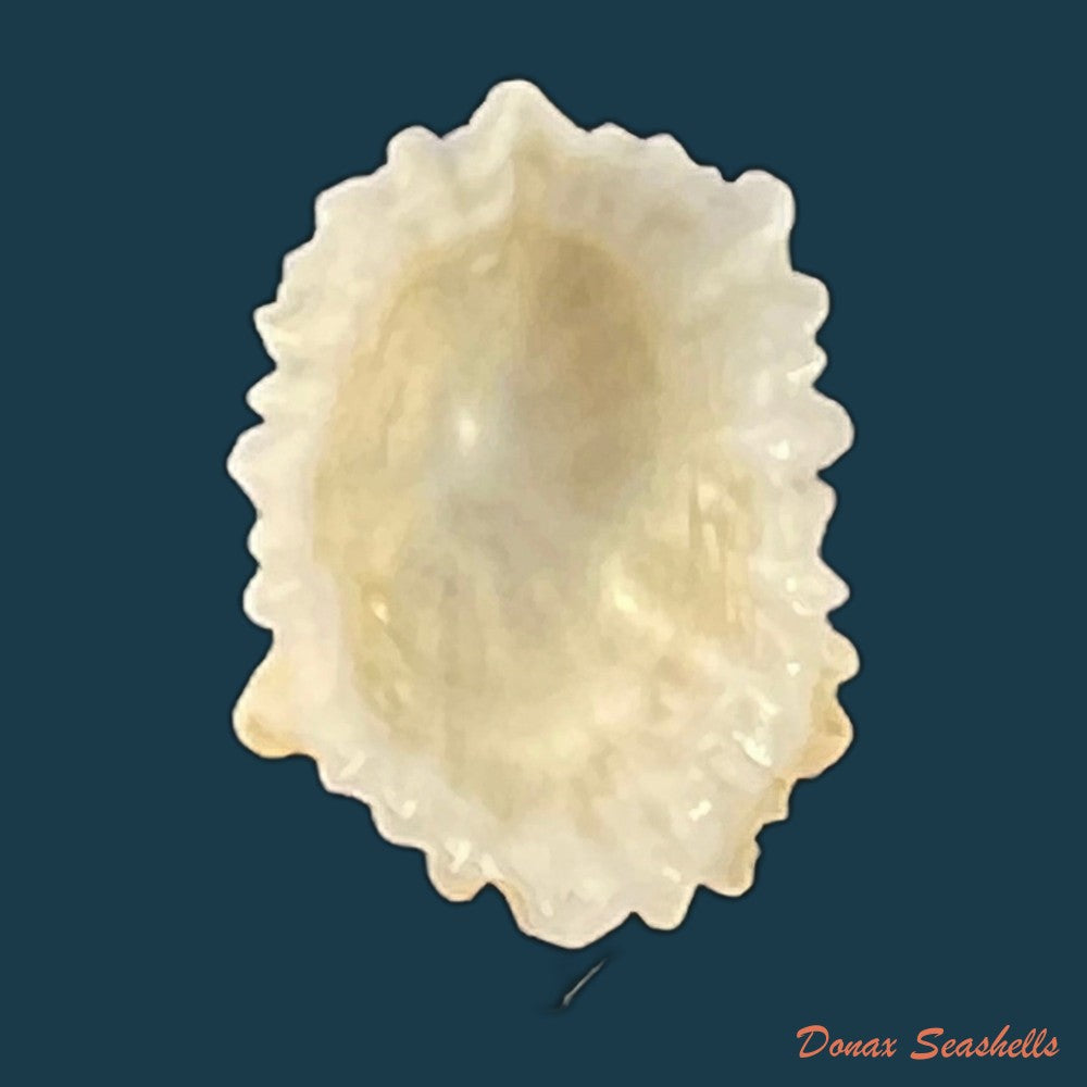 hemitoma-octoradiata-gmelin-1795-18-2mm-copia