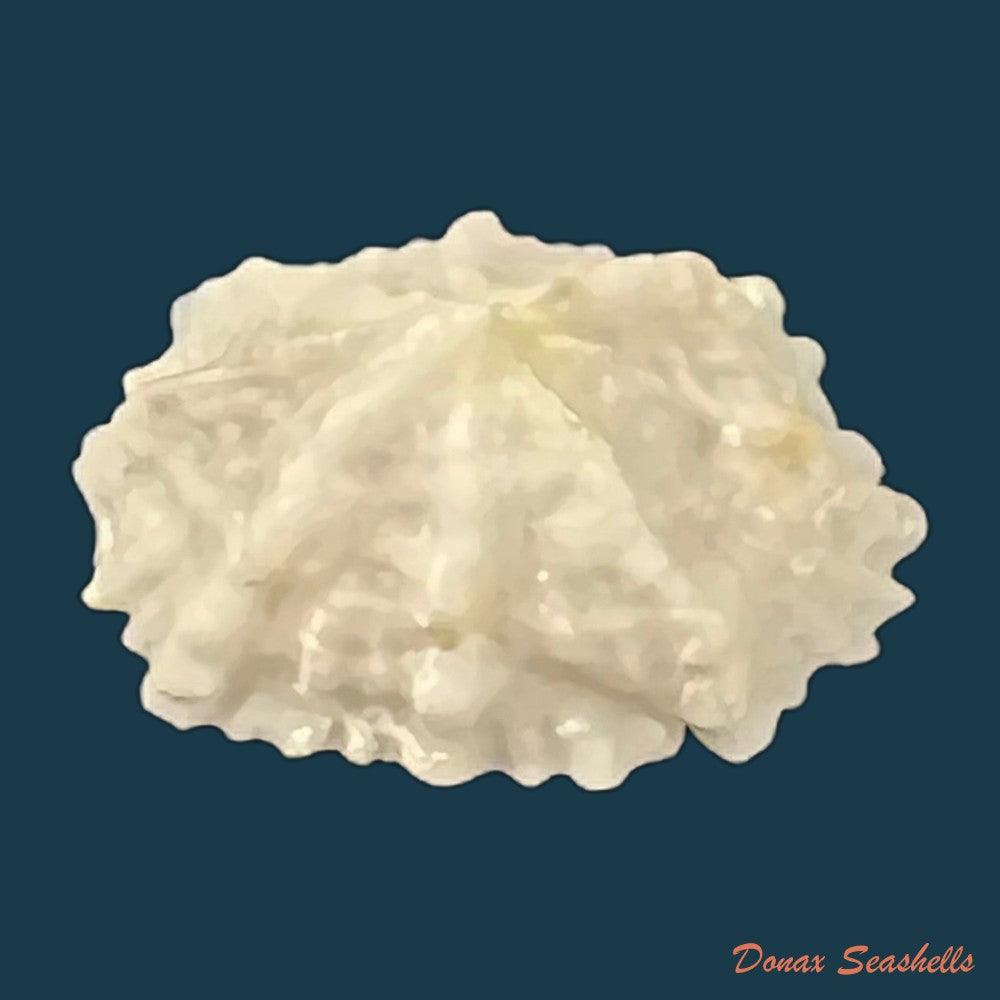 hemitoma-octoradiata-gmelin-1795-20-2mm-copia