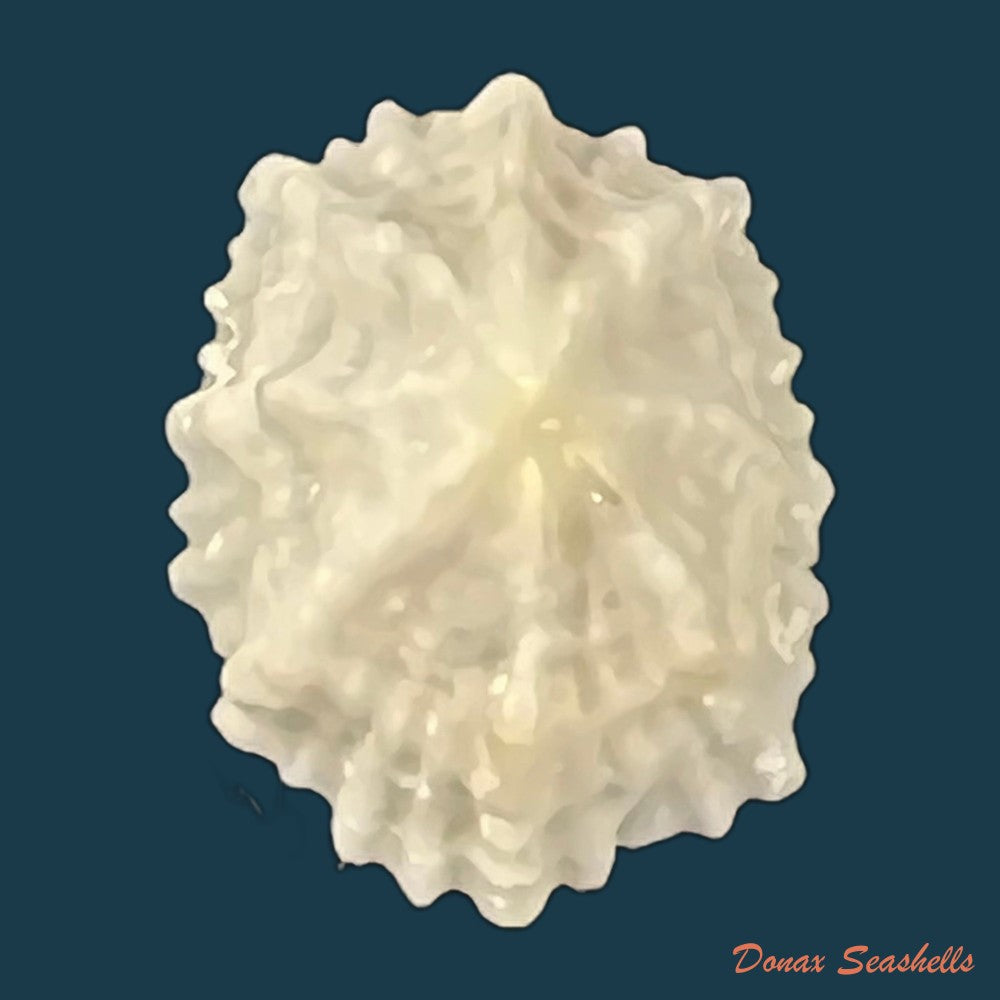 hemitoma-octoradiata-gmelin-1795-20-2mm-copia
