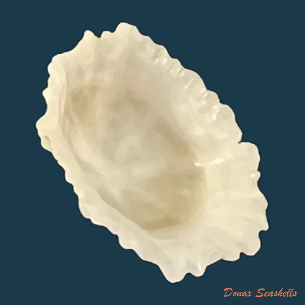 hemitoma-octoradiata-gmelin-1795-20-2mm-copia