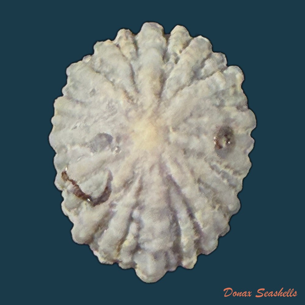 hemitoma-octoradiata-gmelin-1795-22-4mm-copia