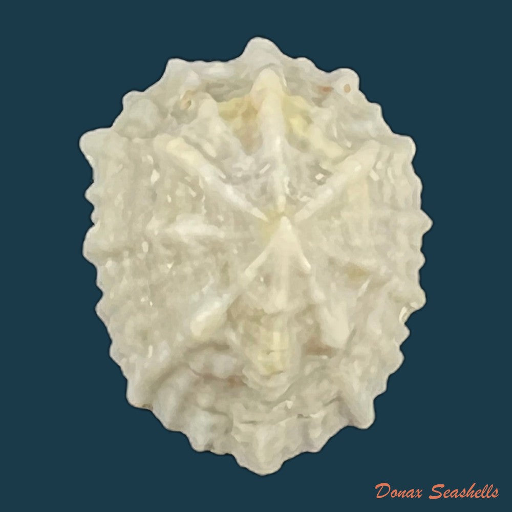 hemitoma-octoradiata-gmelin-1795-23-4mm-copia