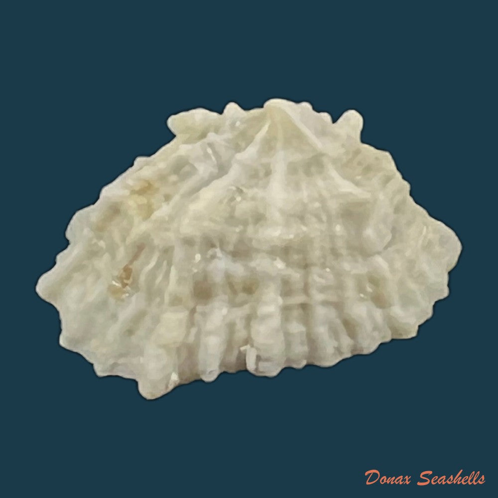 hemitoma-octoradiata-gmelin-1795-23-4mm-copia