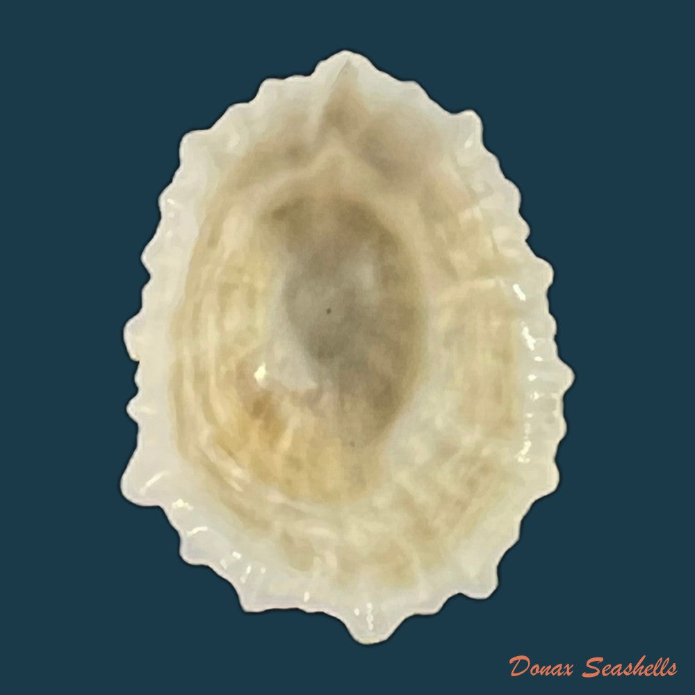 hemitoma-octoradiata-gmelin-1795-23-4mm-copia