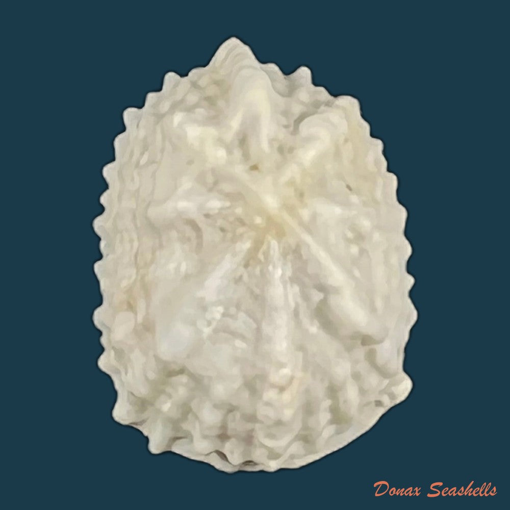 hemitoma-octoradiata-gmelin-1795-copia