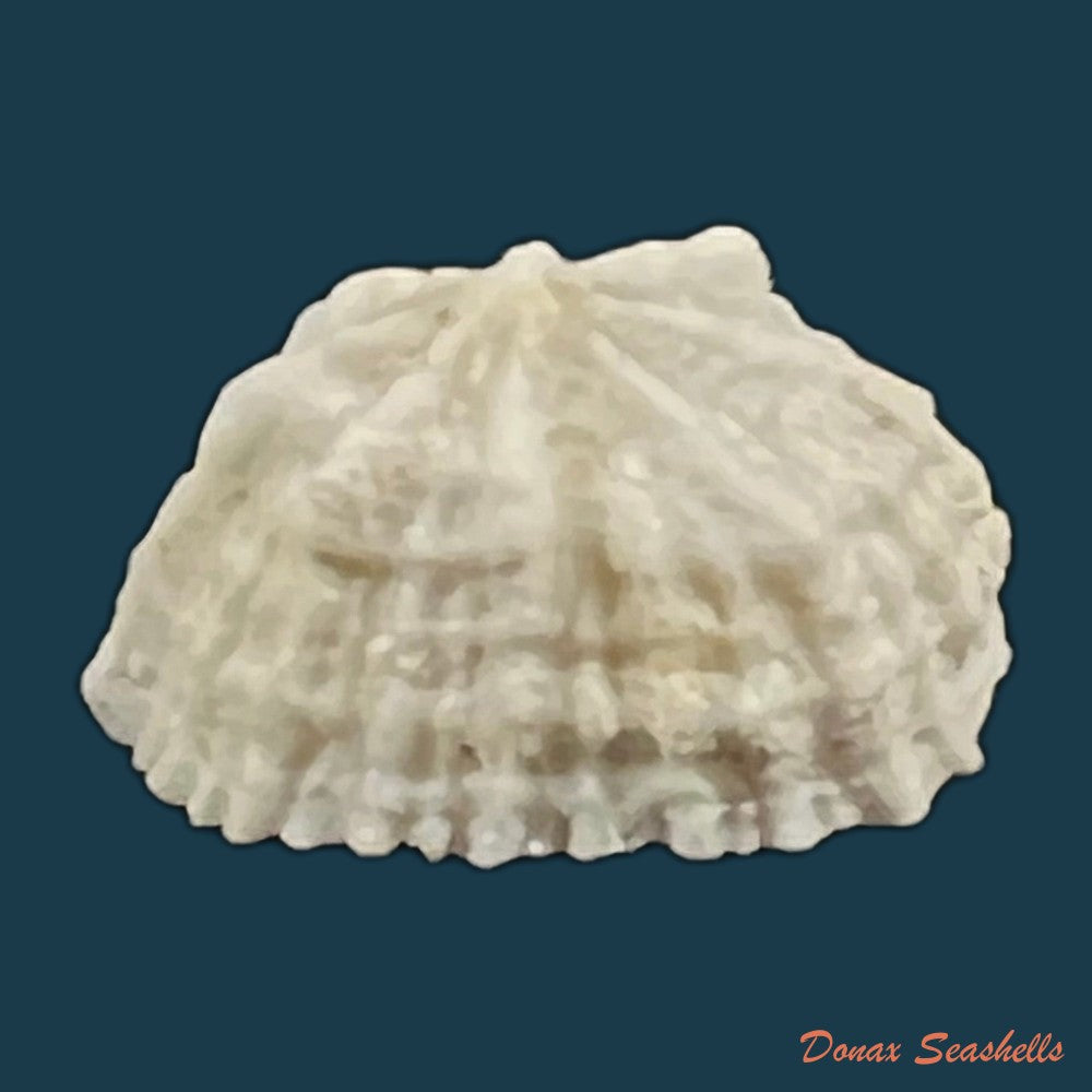 hemitoma-octoradiata-gmelin-1795-copia