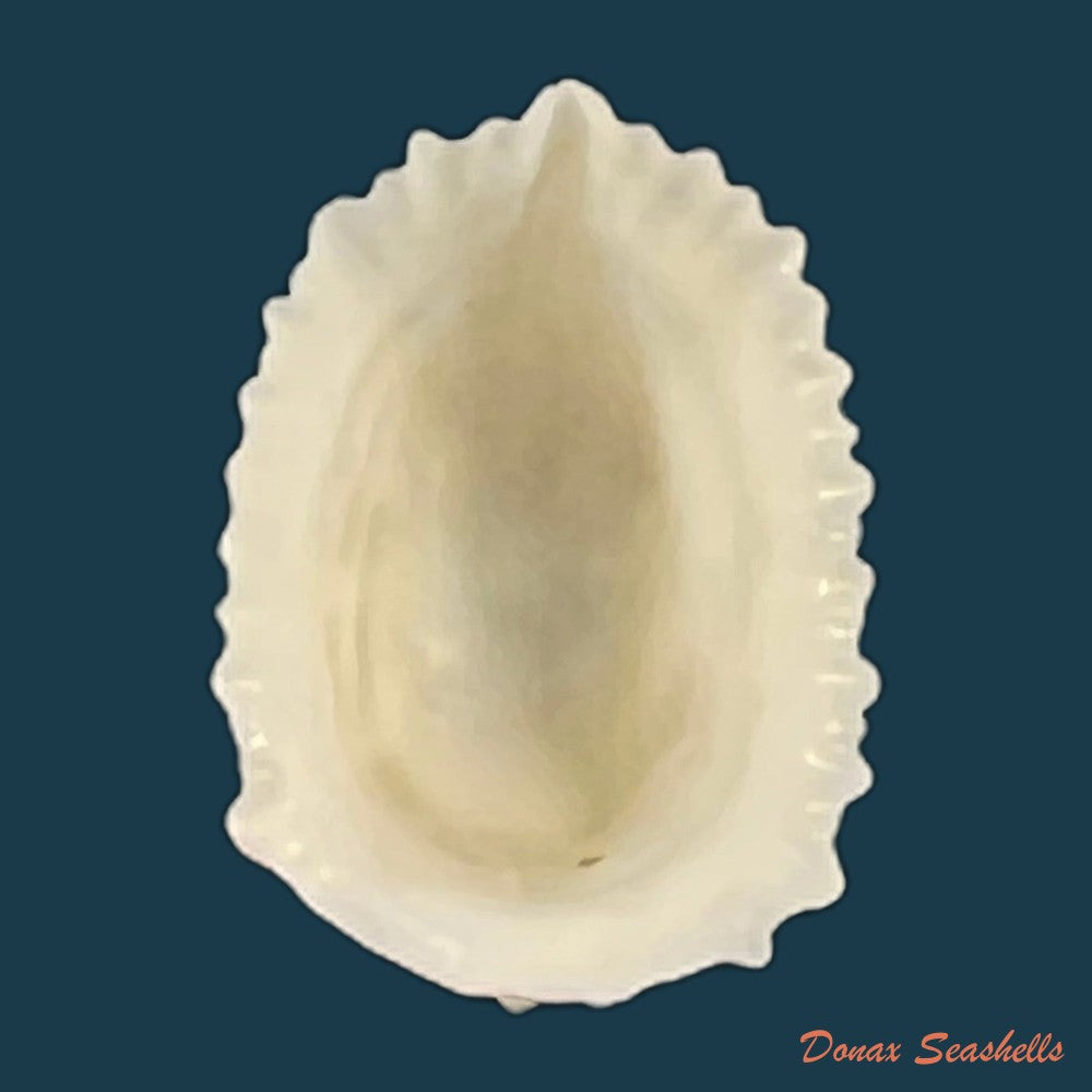 hemitoma-octoradiata-gmelin-1795-copia