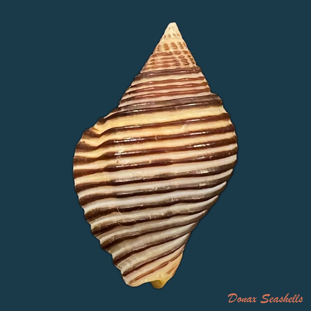 hesperisternia-karinae-nowell-usticke-1959-16-2mm-copia