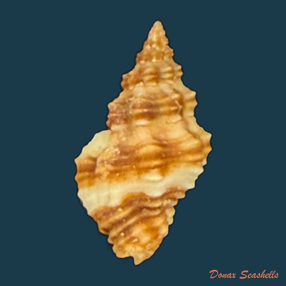 hesperisternia-karinae-nowell-usticke-1959-18-3mm-copia