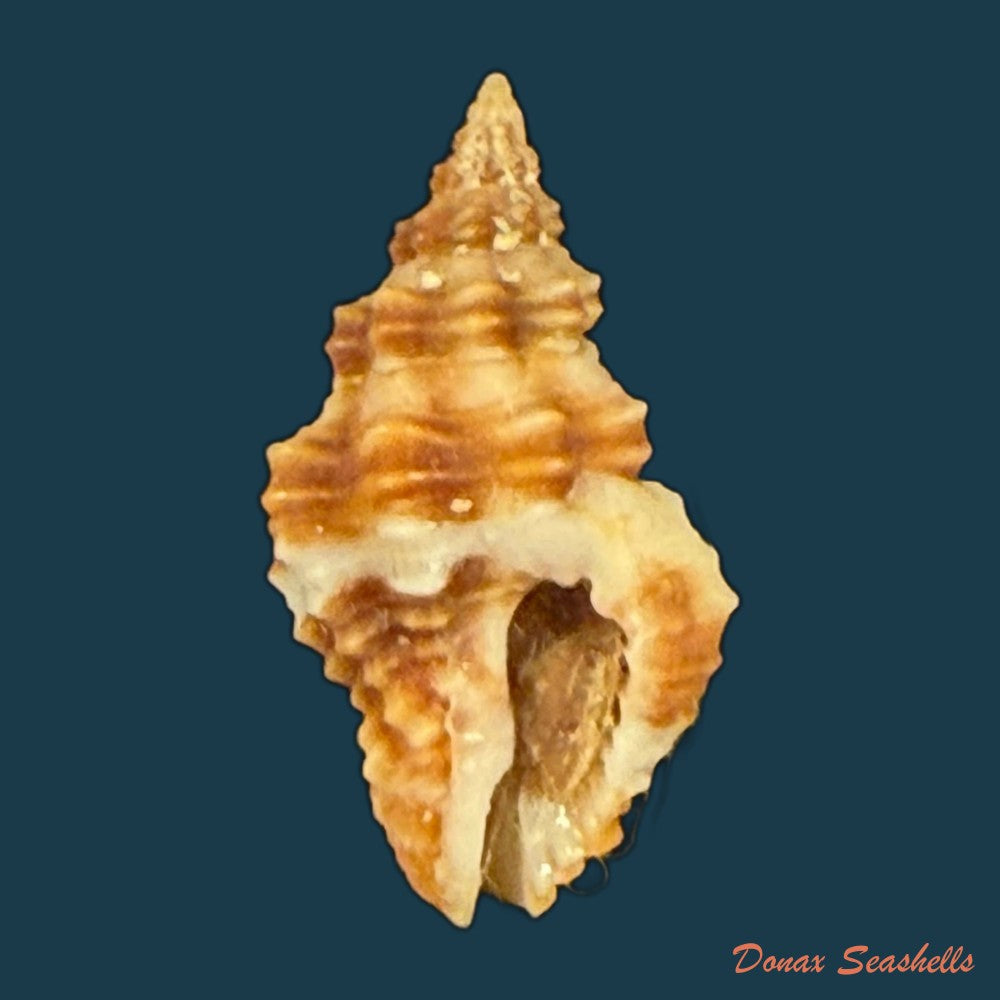 hesperisternia-karinae-nowell-usticke-1959-18-3mm-copia