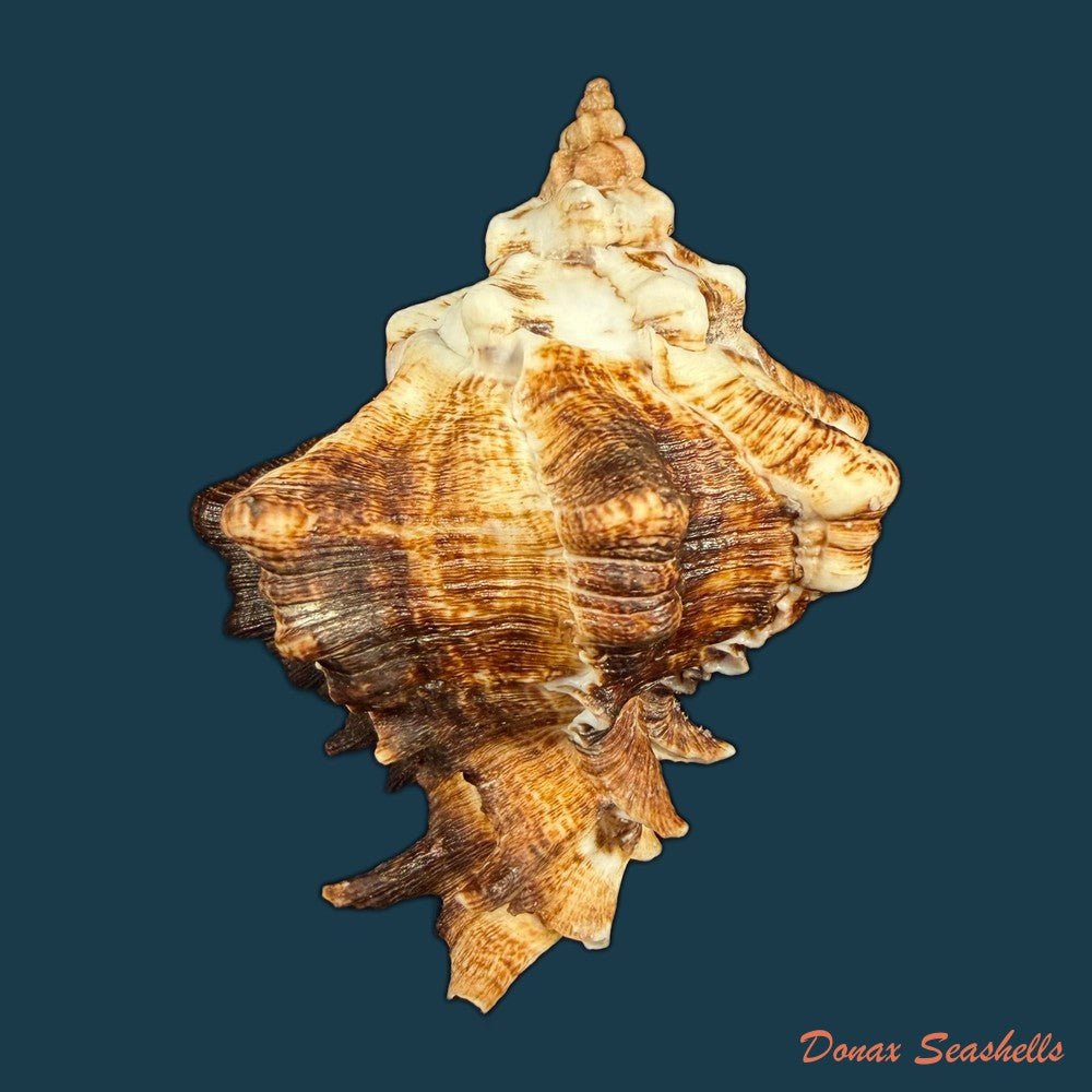 hexaplex-kuesterianus-tapparone-canefri-1875-81-7mm-copia-1