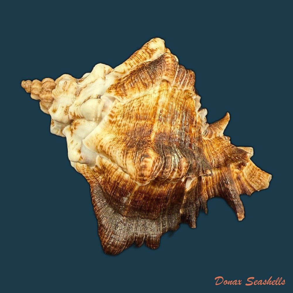 hexaplex-kuesterianus-tapparone-canefri-1875-81-7mm-copia-1