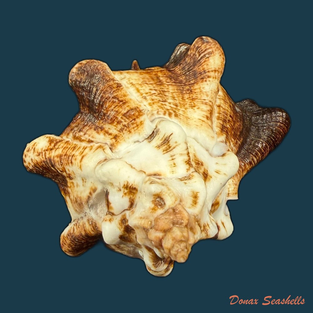 hexaplex-kuesterianus-tapparone-canefri-1875-81-7mm-copia-1