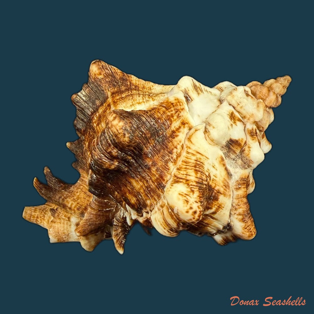 hexaplex-kuesterianus-tapparone-canefri-1875-81-7mm-copia-1