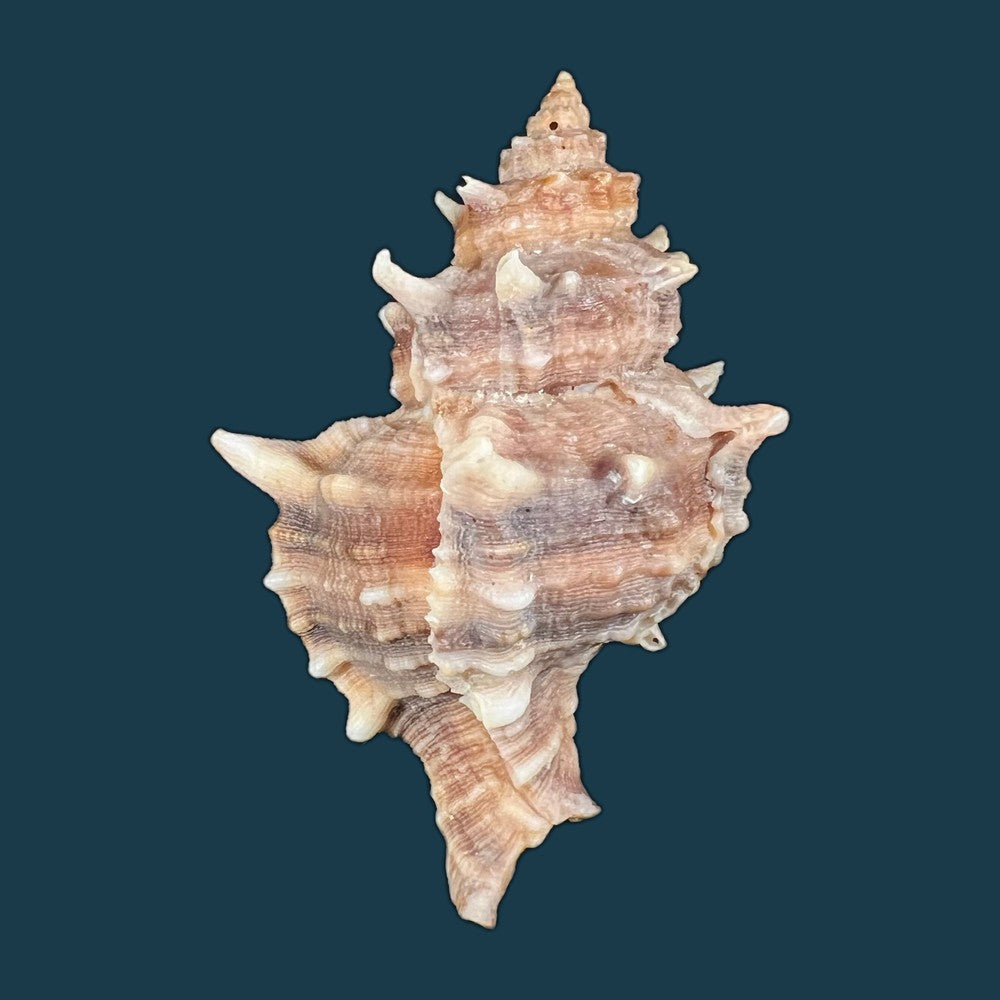 hexaplex-kuesterianus-tapparone-canefri-1875-81-7mm-copia