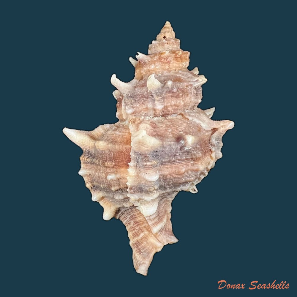 hexaplex-kuesterianus-tapparone-canefri-1875-81-7mm-copia