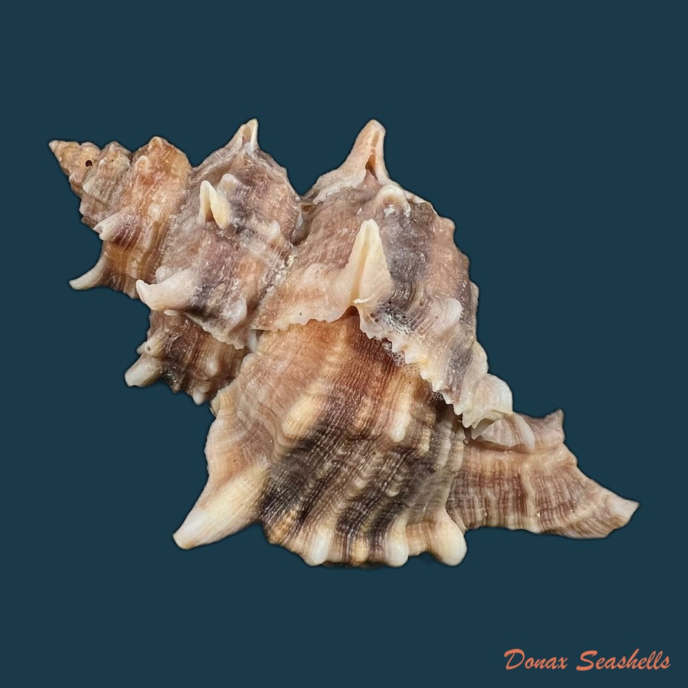 hexaplex-kuesterianus-tapparone-canefri-1875-81-7mm-copia