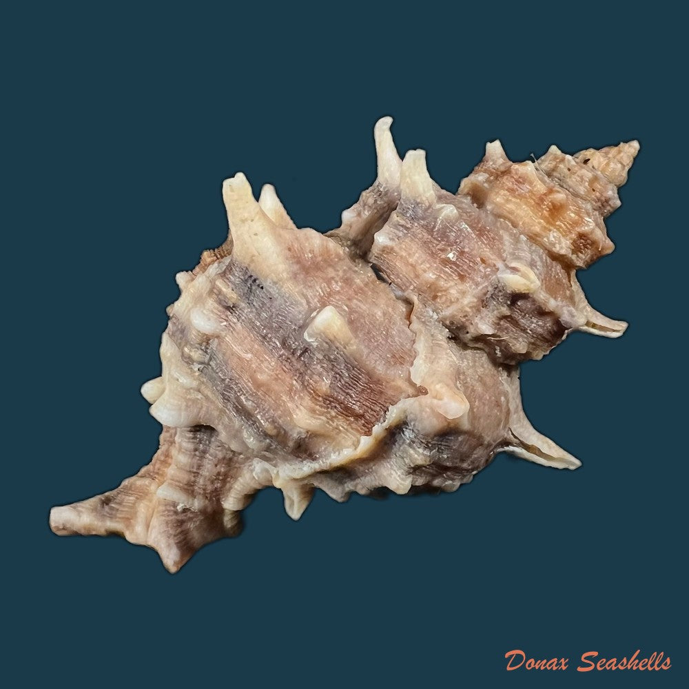 hexaplex-kuesterianus-tapparone-canefri-1875-81-7mm-copia