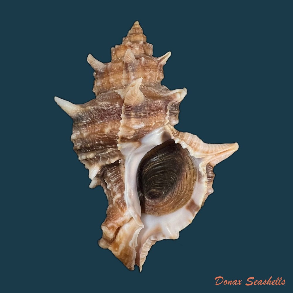 hexaplex-kuesterianus-tapparone-canefri-1875-81-7mm-copia
