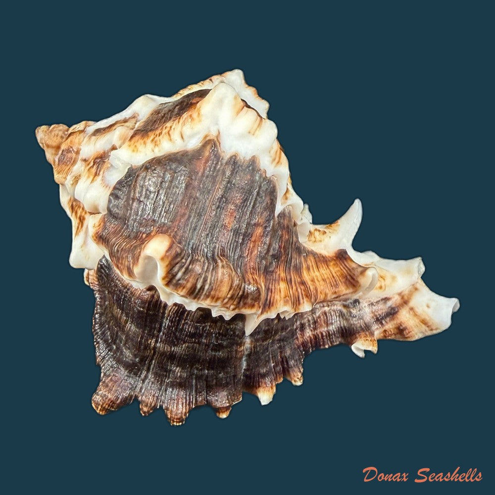 hexaplex-kuesterianus-tapparone-canefri-1875-99-6mm-copia