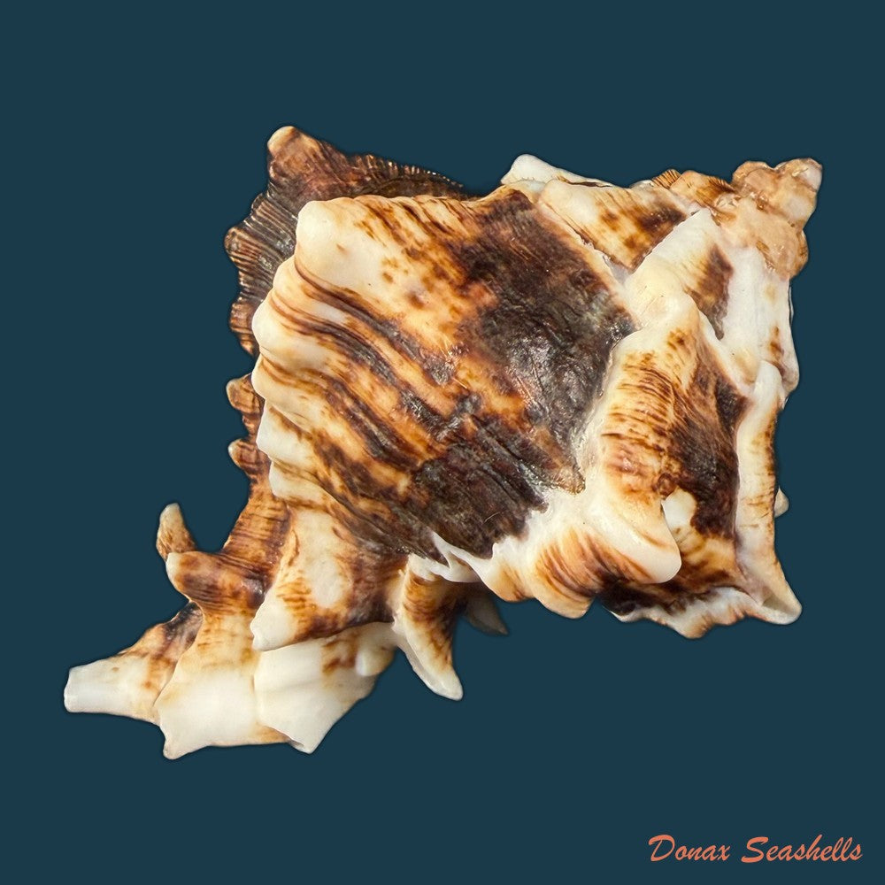 hexaplex-kuesterianus-tapparone-canefri-1875-99-6mm-copia