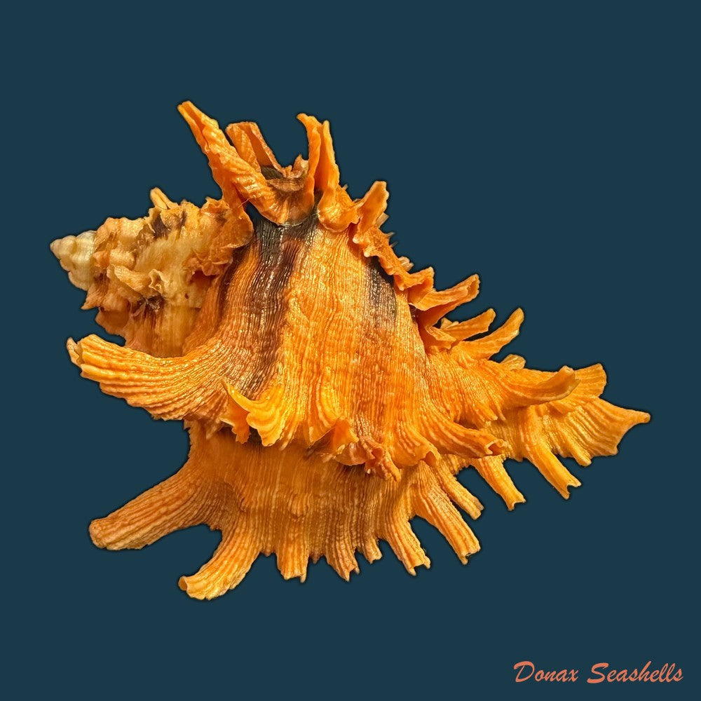 hexaplex-rosarium-roding-1798-80-4mm-copia
