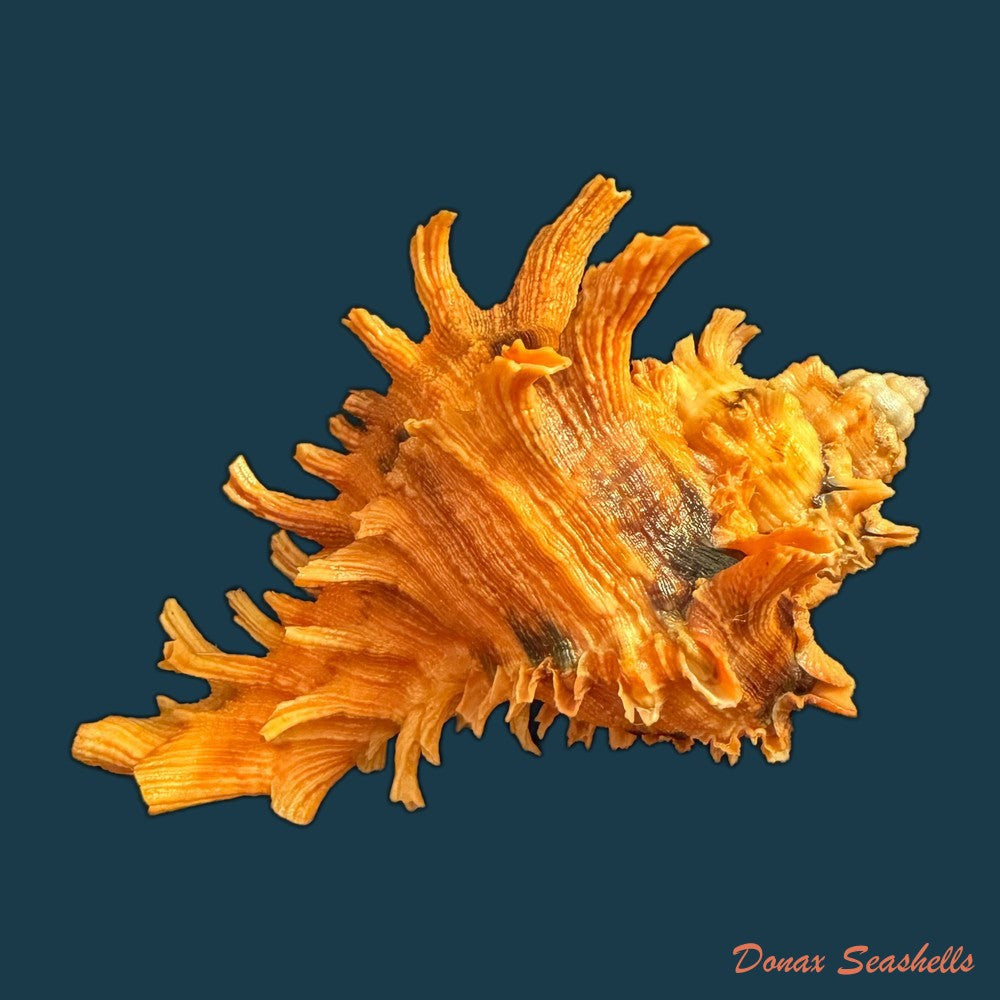 hexaplex-rosarium-roding-1798-80-4mm-copia
