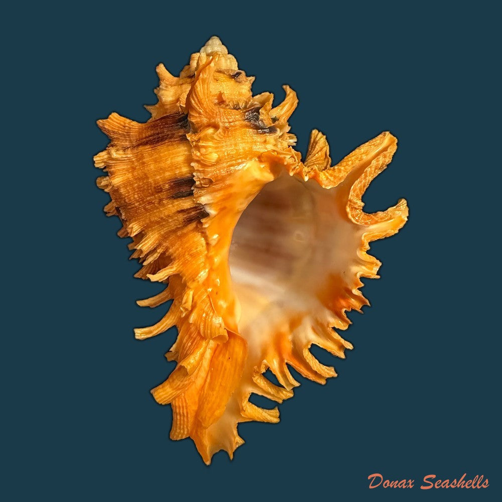 hexaplex-rosarium-roding-1798-80-4mm-copia