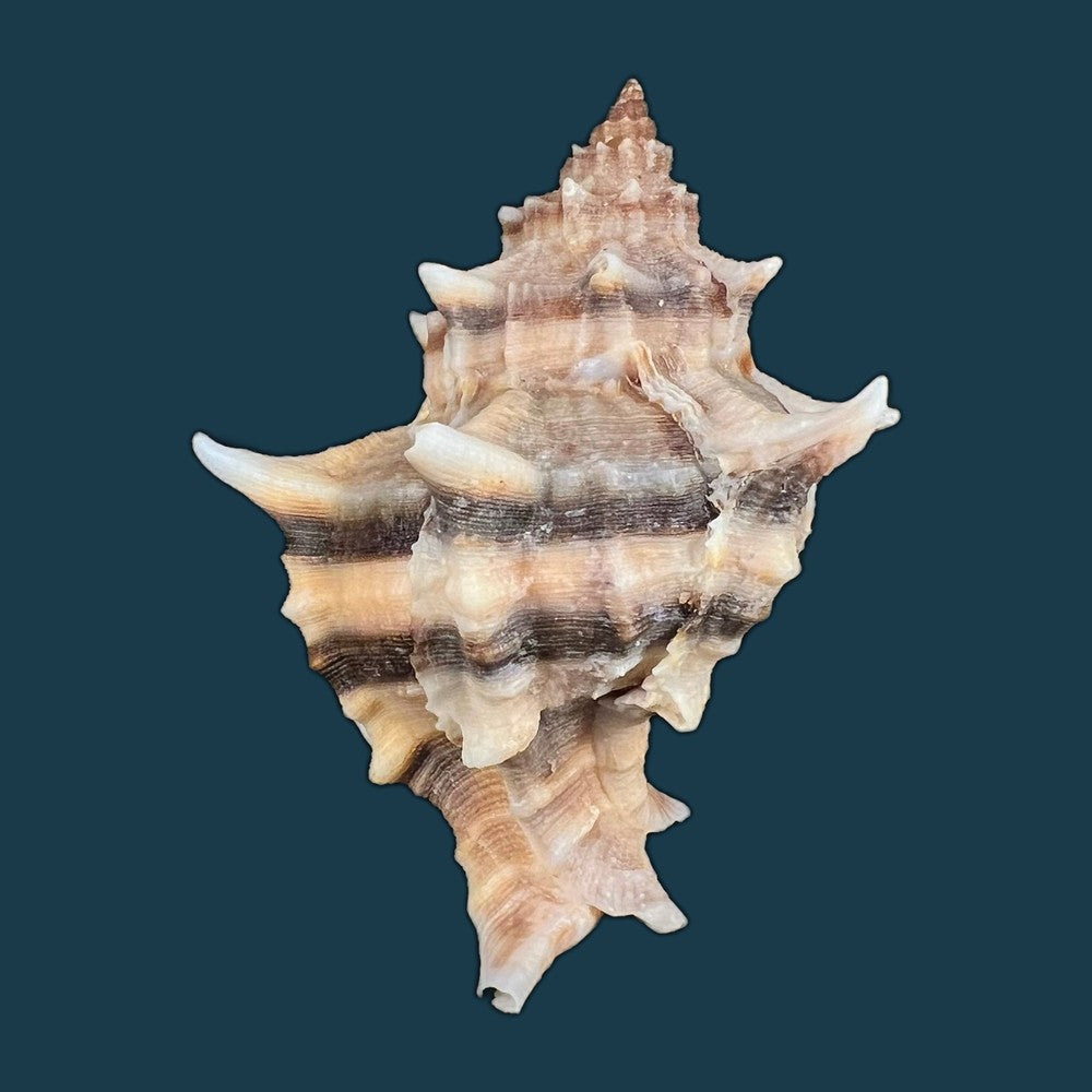 hexaplex-trunculus-linnaeus-1758-80-2mm-copia