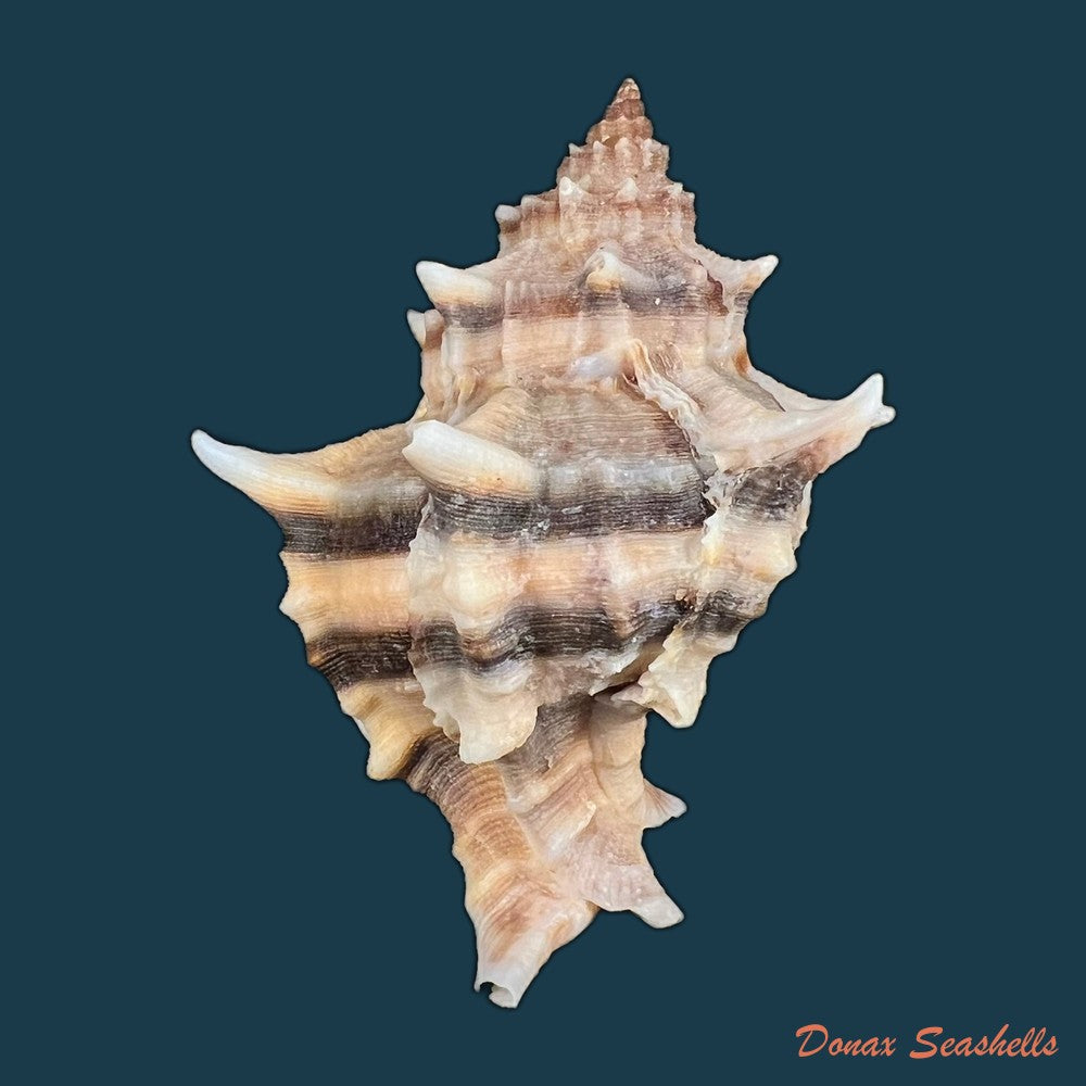 hexaplex-trunculus-linnaeus-1758-80-2mm-copia