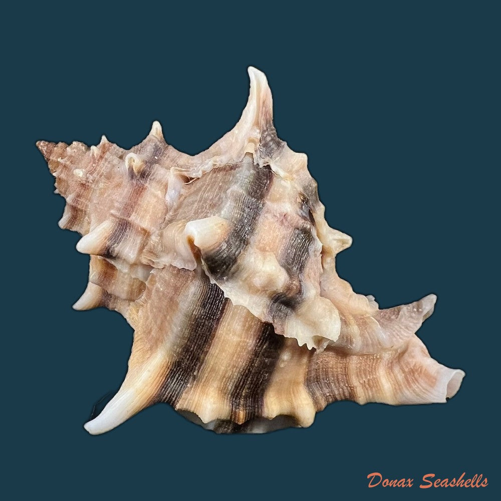 hexaplex-trunculus-linnaeus-1758-80-2mm-copia