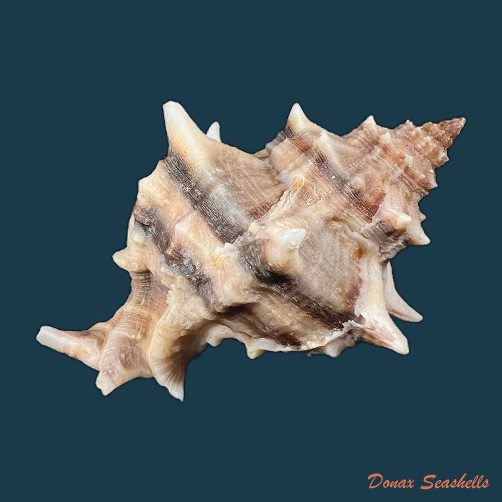 hexaplex-trunculus-linnaeus-1758-80-2mm-copia