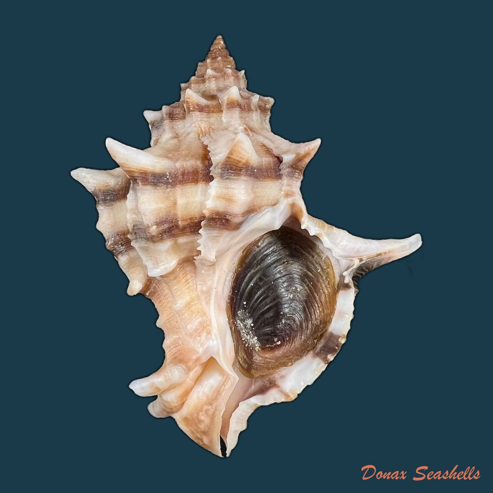 hexaplex-trunculus-linnaeus-1758-80-2mm-copia