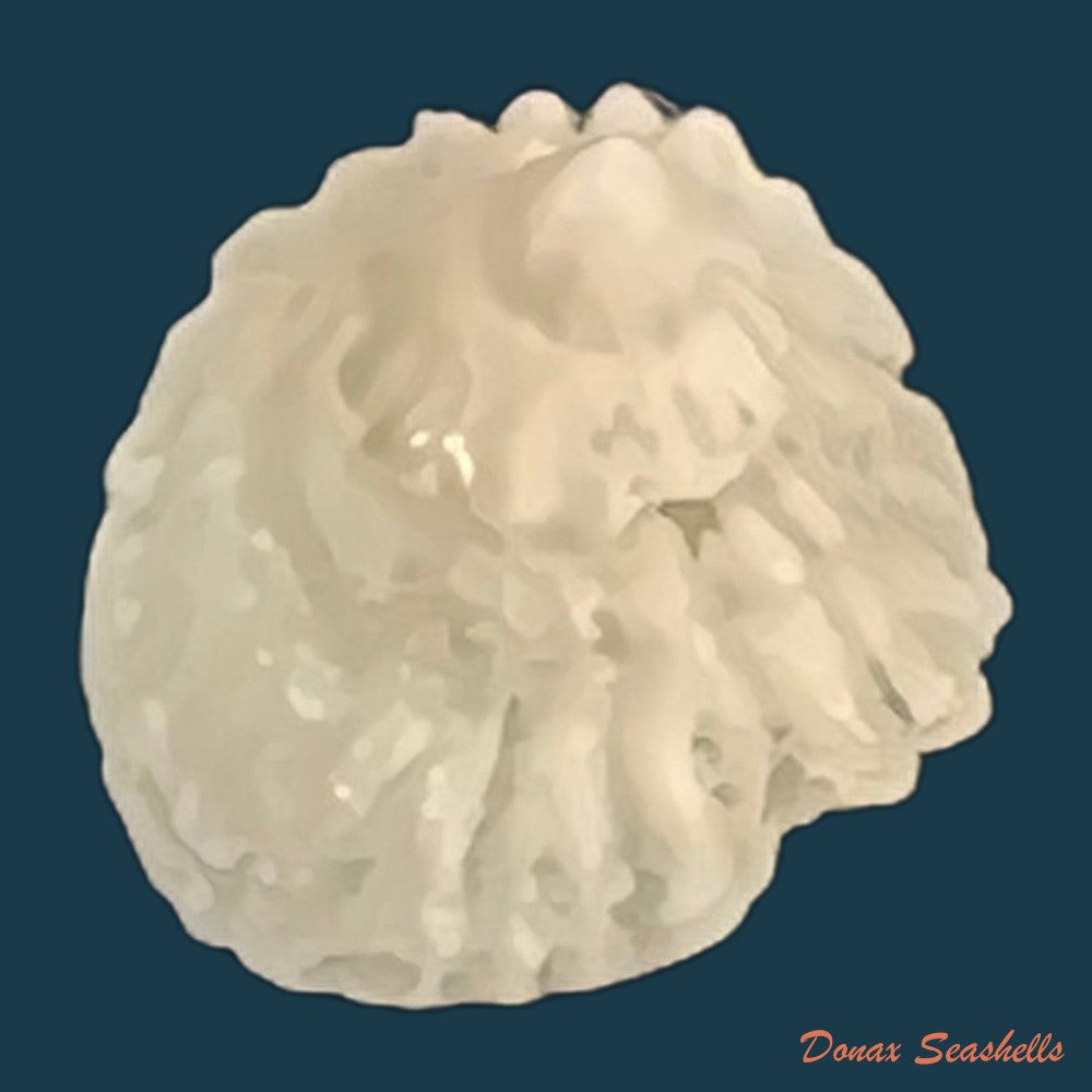 hipponix-grayanus-menke-1853-copia-1