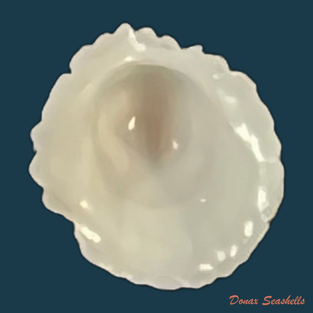 hipponix-grayanus-menke-1853-copia-1