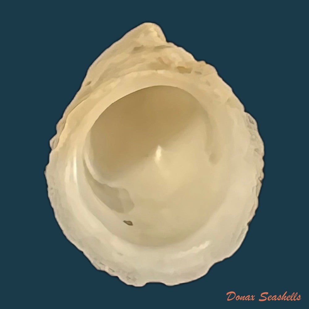 hipponix-grayanus-menke-1853-copia