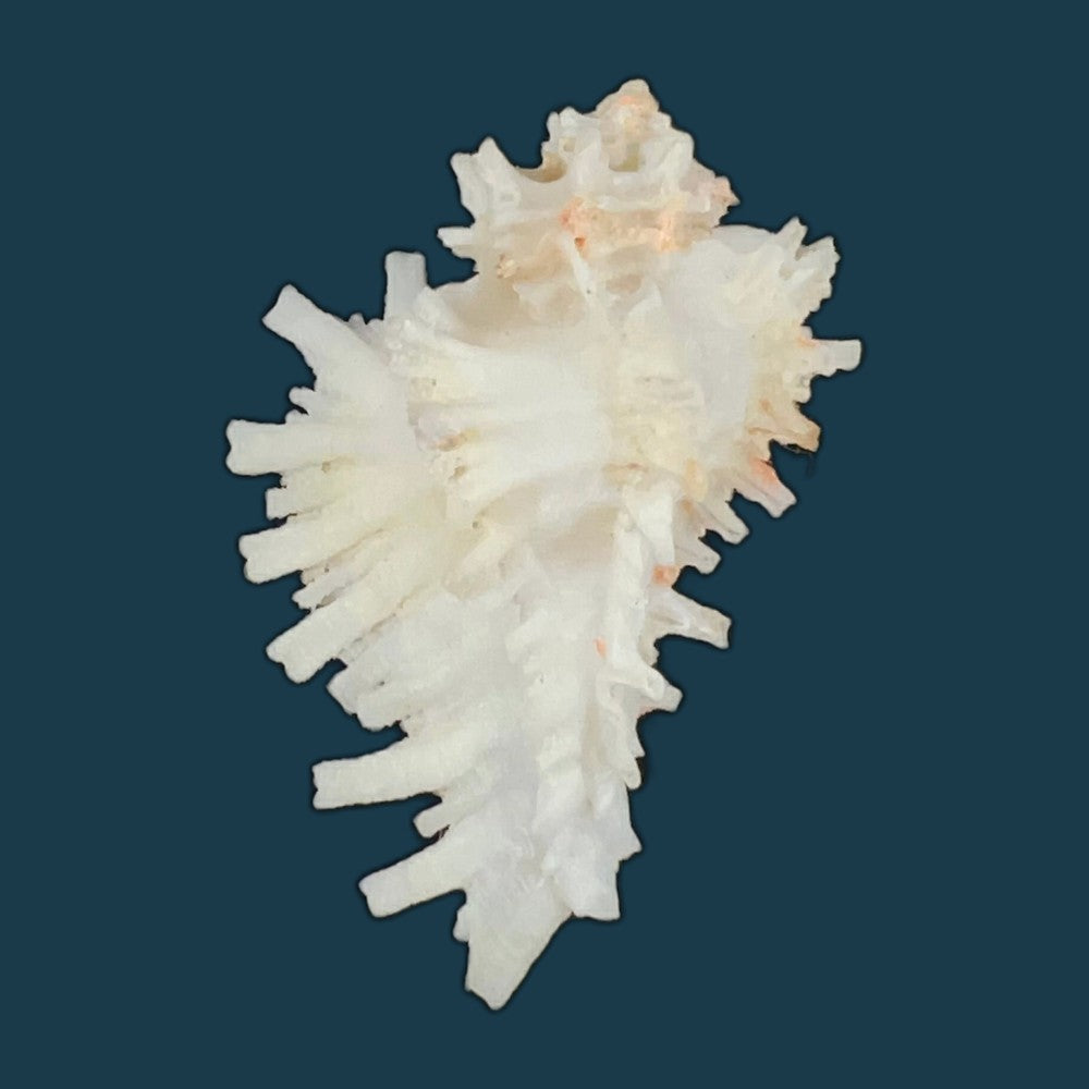 homalocantha-digitata-g-b-sowerby-ii-1841-48-4mm-copia