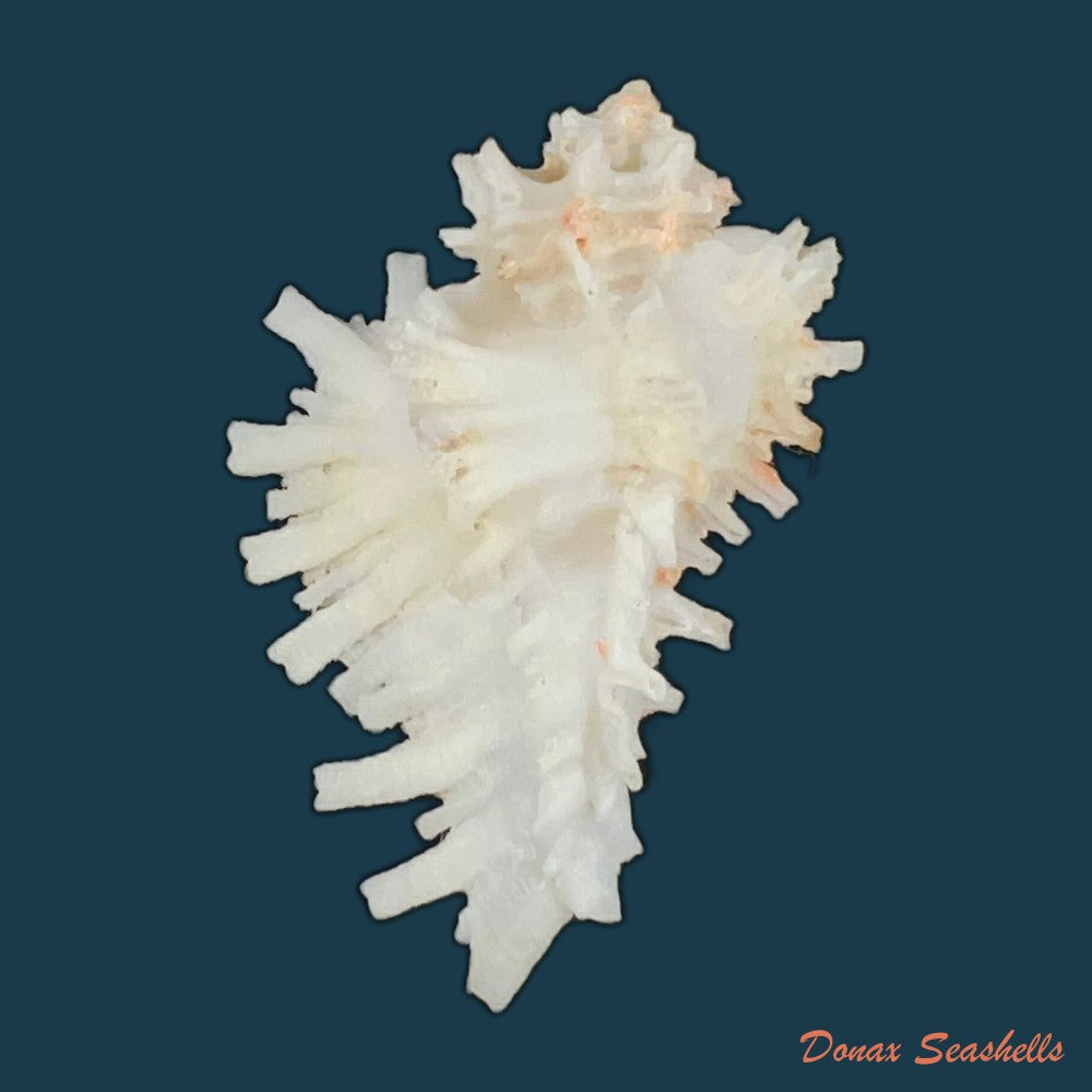 homalocantha-digitata-g-b-sowerby-ii-1841-48-4mm-copia