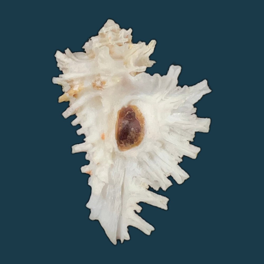 homalocantha-digitata-g-b-sowerby-ii-1841-48-4mm-copia